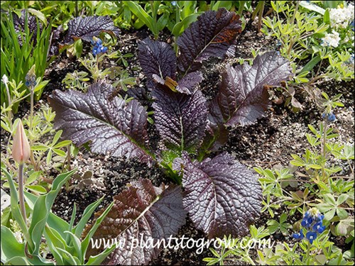 Young plants tolerate the cool spring.